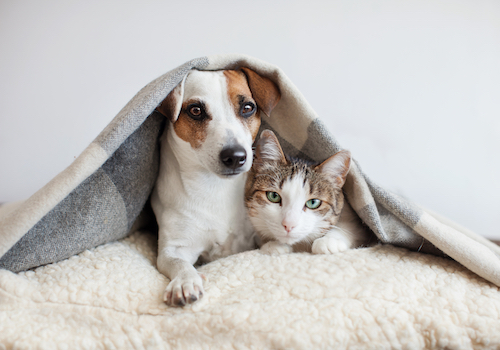 produits-veterinaires-pharmacie-lefranc-levêque